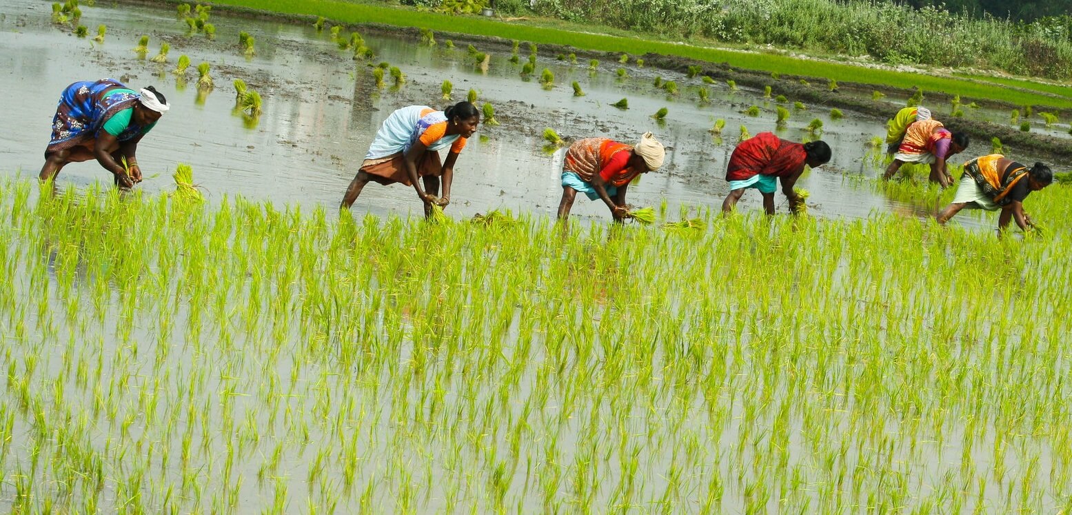 Rice Farming (Oryza sativa): Complete Growing Guide for High Yields